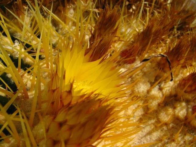 Echinocactus grussonii_4